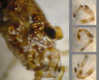 Platybunus sp.