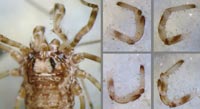 Platybunus sp.