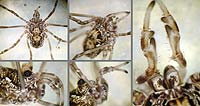 Platybunus sp.