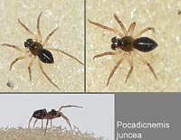 Pocadicnemis juncea
