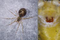 Poeciloneta variegata