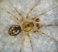 Poeciloneta variegata