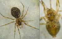 Poeciloneta variegata