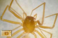 Porrhomma cf. rosenhaueri