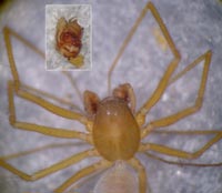 Porrhomma cf. rosenhaueri