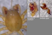 Porrhomma cf. rosenhaueri