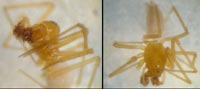 Porrhomma cf. rosenhaueri