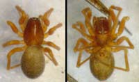 Porrhomma convexum