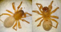 Porrhomma convexum