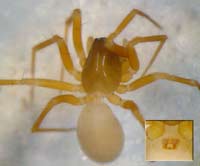 Porrhomma convexum