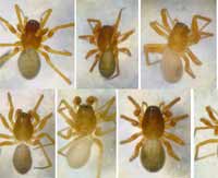 Porrhomma convexum
