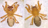 Porrhomma convexum