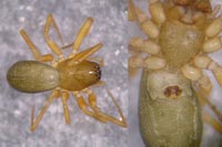 Porrhomma montanum