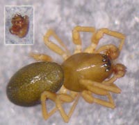 Porrhomma oblitum