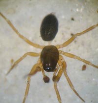 Porrhomma pygmaeum
