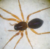 Porrhomma pygmaeum