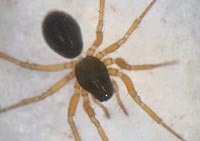 Porrhomma pygmaeum