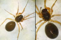 Porrhomma pygmaeum