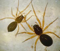Porrhomma pygmaeum