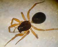 Porrhomma pygmaeum