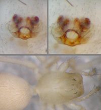 Porrhomma  rosenhaueri