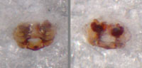 Porrhomma  rosenhaueri