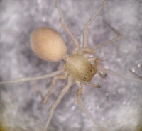 Porrhomma  rosenhaueri