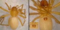 Porrhomma cf. rosenhaueri