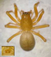 Porrhomma convexum
