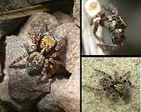 Pseudeuophrys erratica