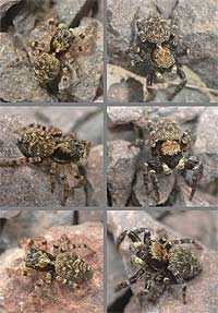 Pseudeuophrys erratica