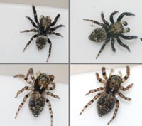 Pseudeuophrys erratica