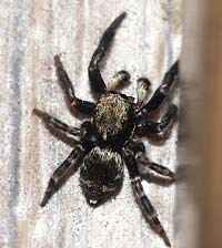 Pseudeuophrys erratica