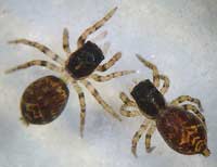 Pseudeuophrys erratica