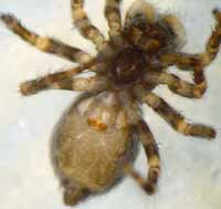 Pseudeuophrys lanigera