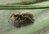 Pseudeuophrys lanigera