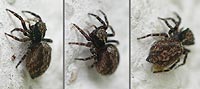 Pseudeuophrys lanigera