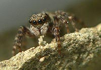 Pseudeuophrys lanigera