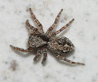 Pseudeuophrys lanigera