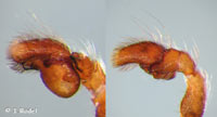Pseudicius encarpatus