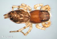 Pseudicius encarpatus