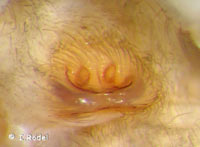 Pseudicius encarpatus