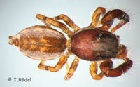 Pseudicius encarpatus