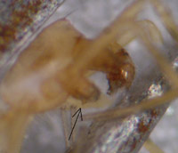 Pseudomaro aenigmaticus