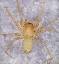 Pseudomaro aenigmaticus