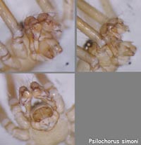 Psilochorus simoni  -->anklicken zum vergrössern (click to enlarge)