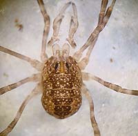 Rilaena triangularis