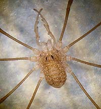 Rilaena triangularis