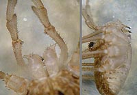 Rilaena triangularis