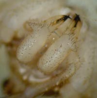 Rilaena triangularis